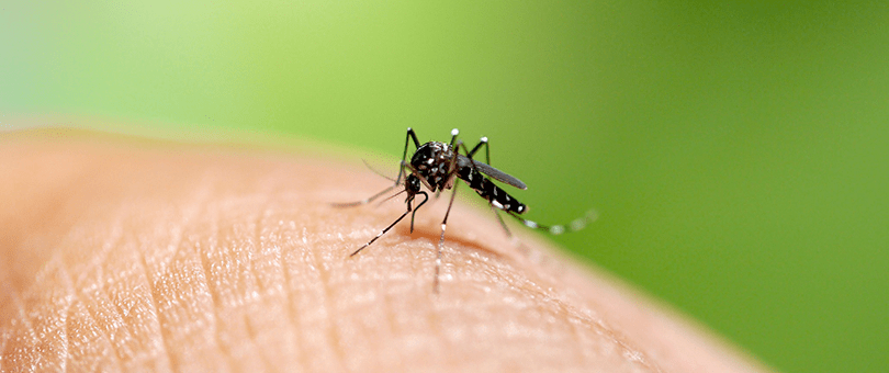 Dedetização de Dengue