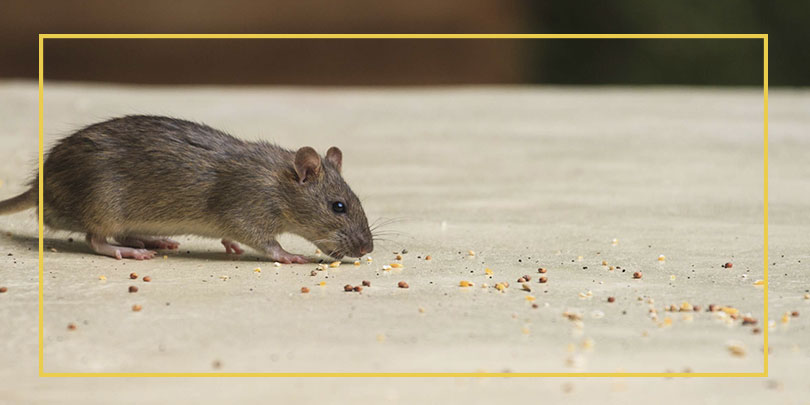 Como Evitar a Proliferação de Ratos?